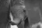 Close-up of baby elephant with elevated trump