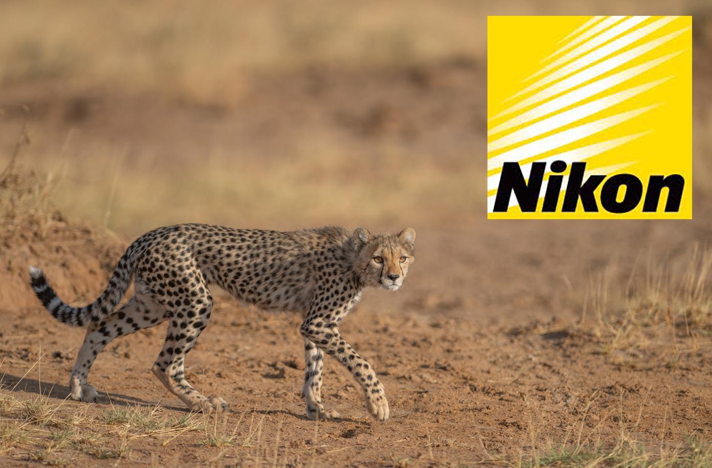 Wandelende cheetawelp met Nikon logo in de rechterbovenhoek
